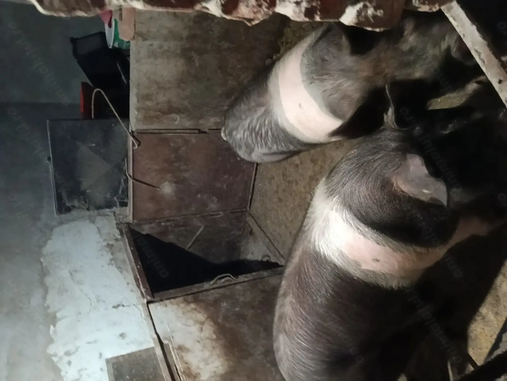 Vand porc bazna + duroc 