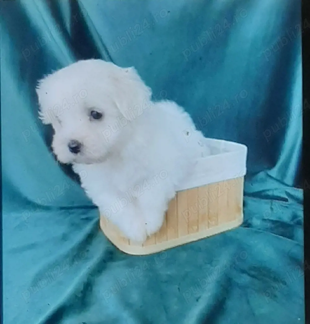 Vand bichon miny toy 6 saptamani