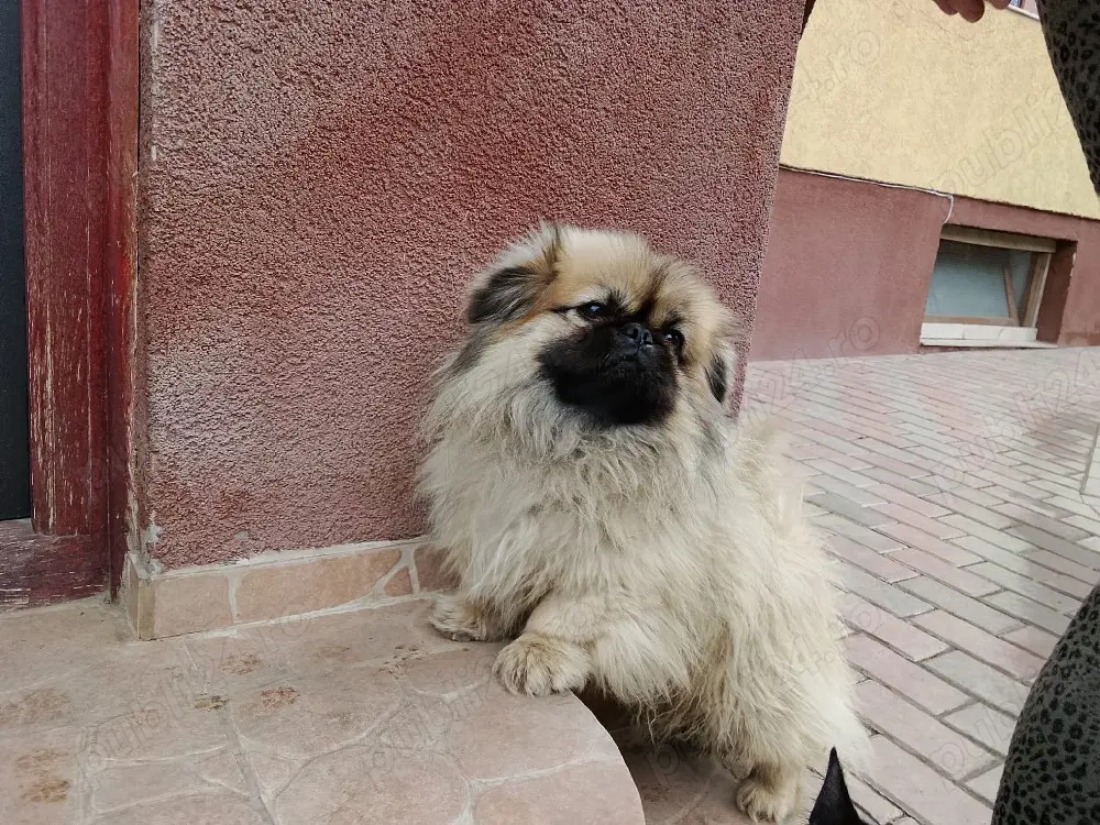 fetiță plus părinții 