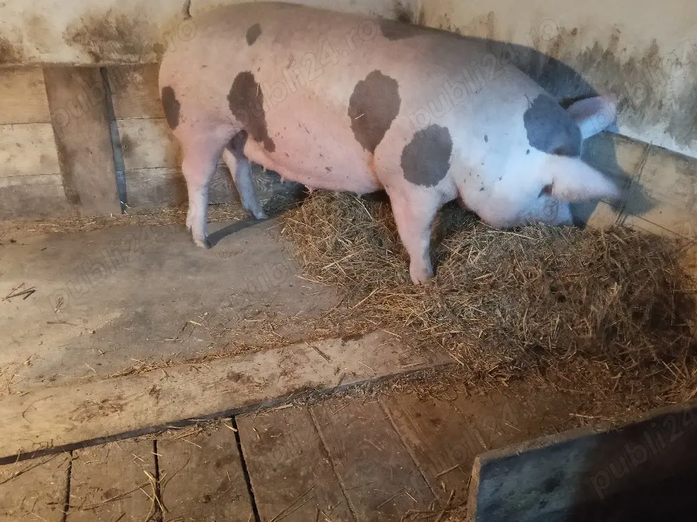 vand scroafa petrean belgian