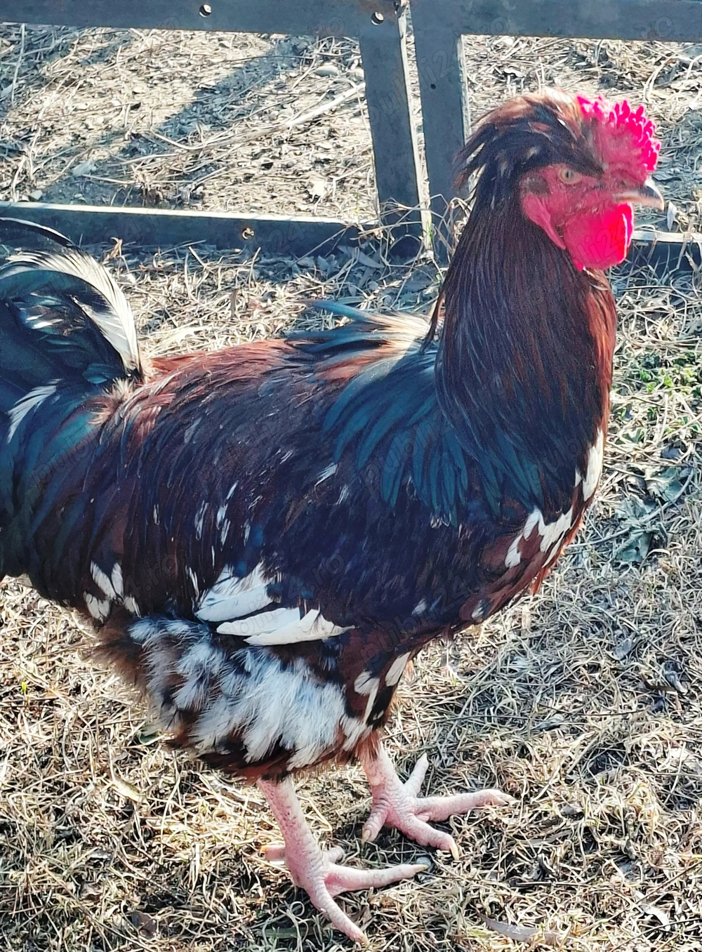 Cocosi rasa Sussex din Mai 2025