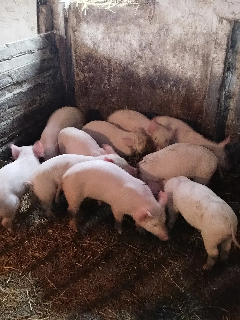 Purcei 9 săptămâni 