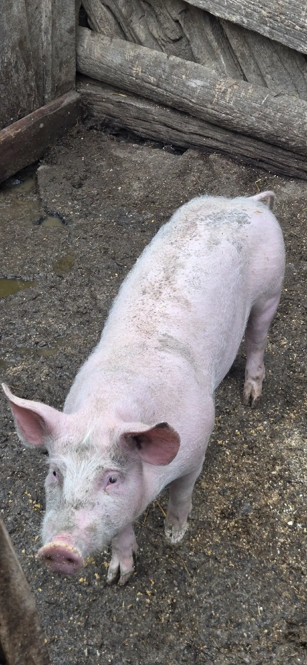 De vanzare 2 porci !