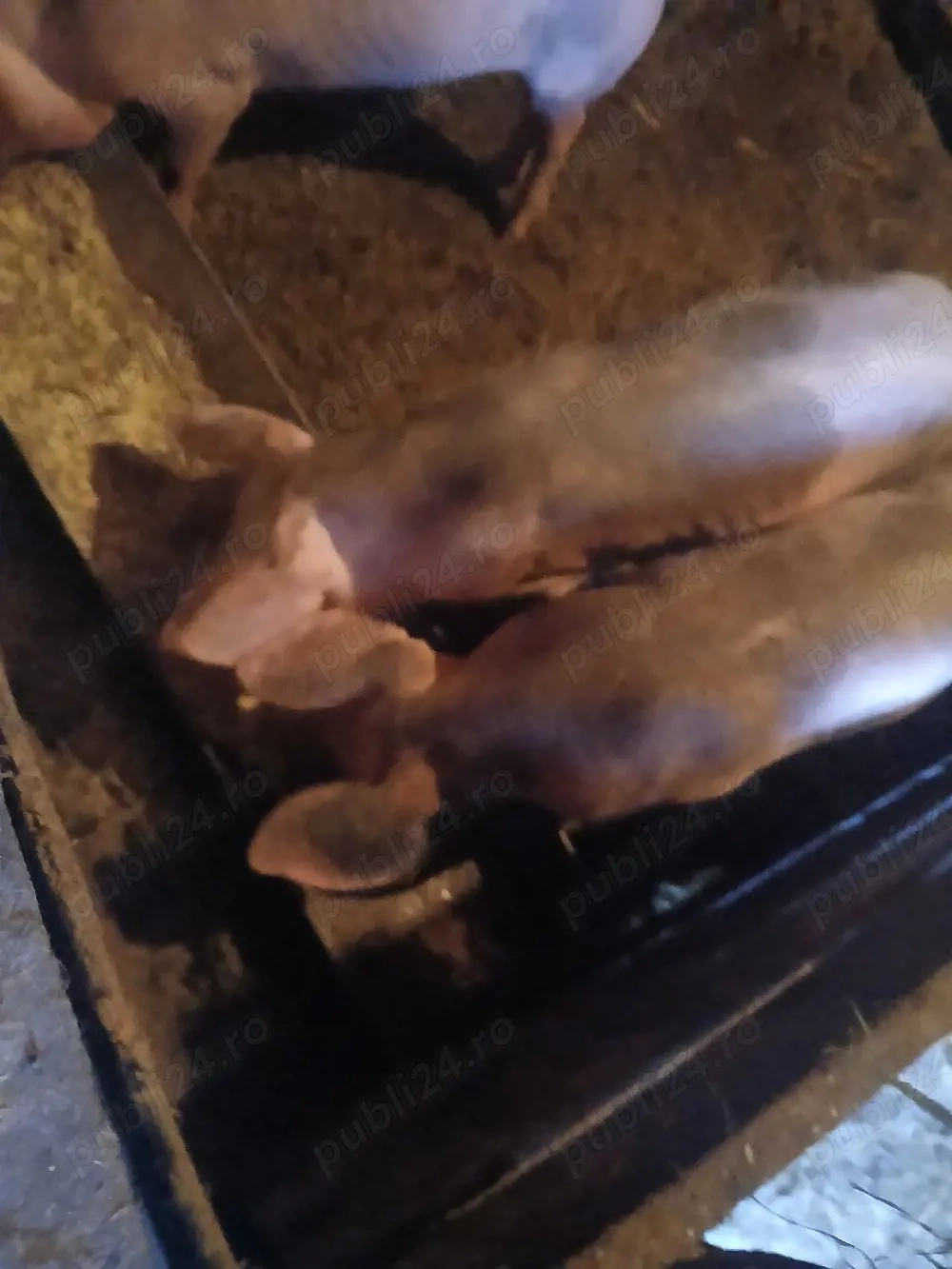 vând purcei petreni si petrean cu marele alb