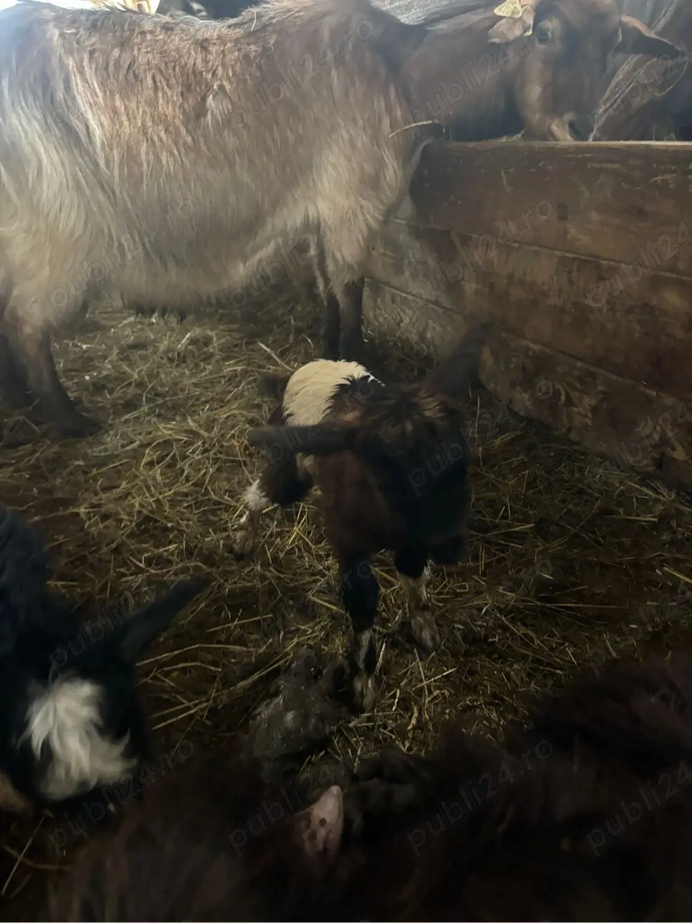 De vanzare iezi sugari 