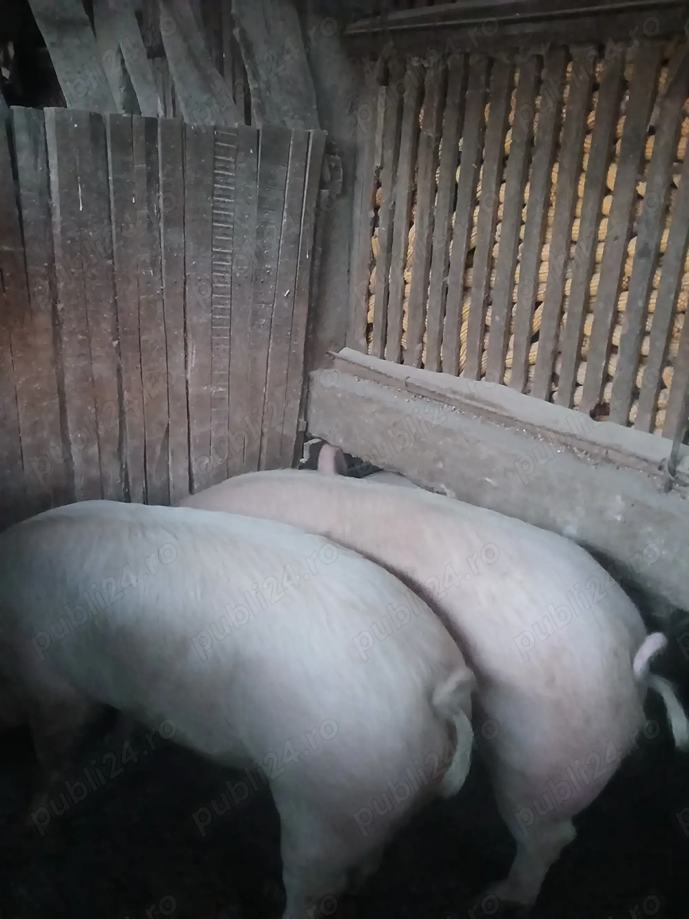 Vând unul din doi la alegere 110-140 kg  