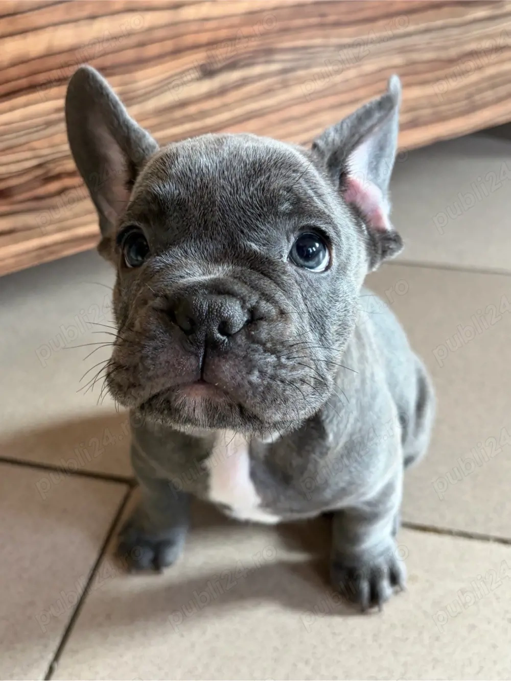 Bulldog Francez Blue 