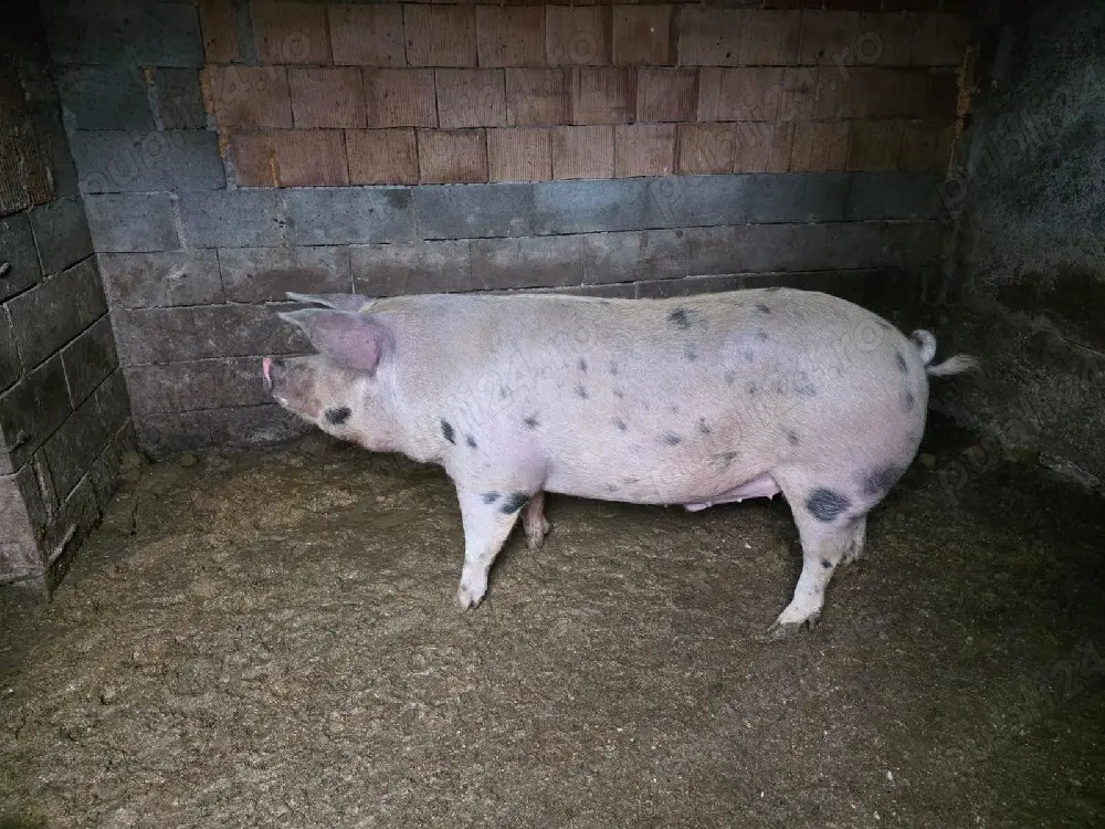 porc de vanzare 
