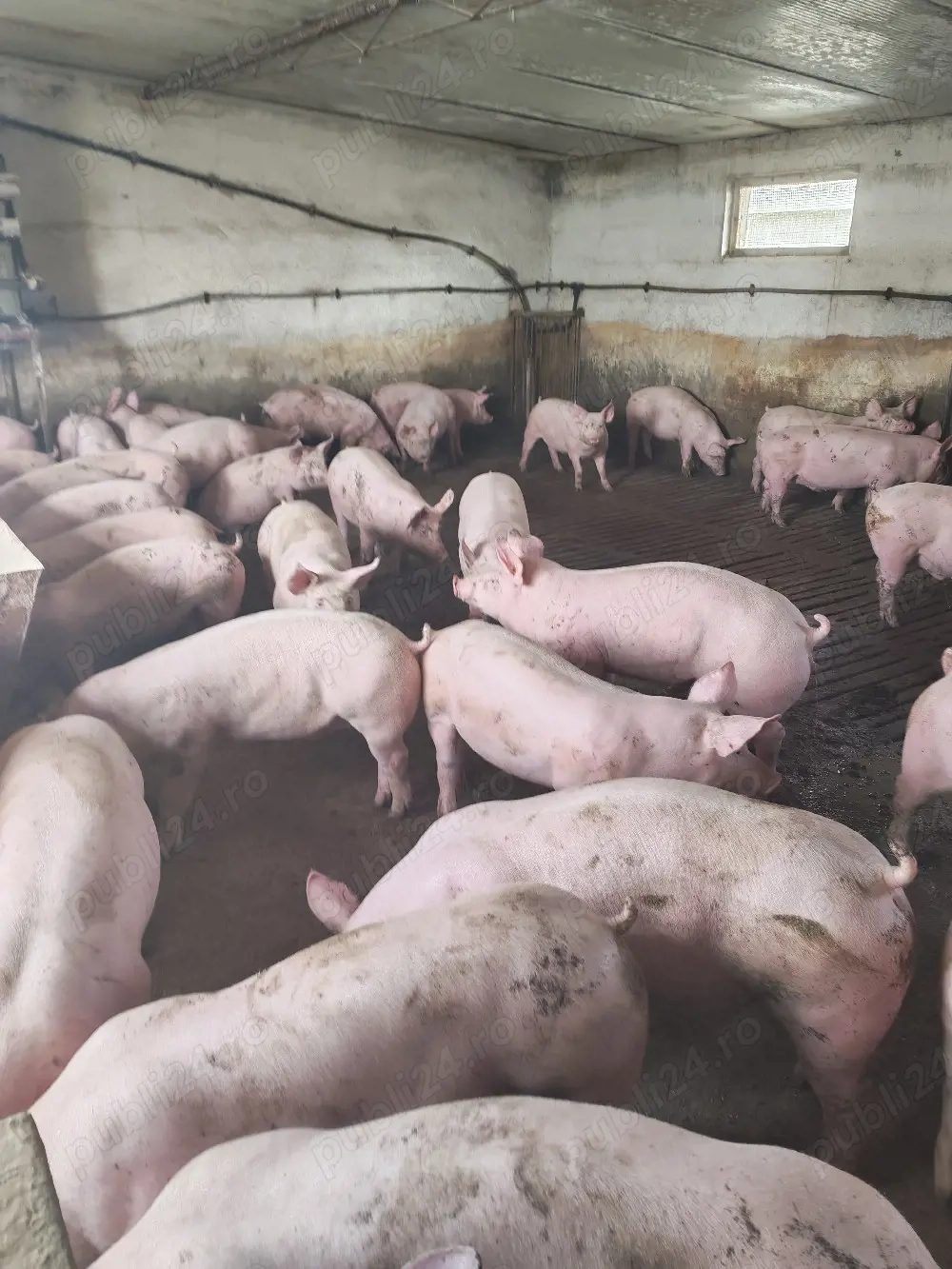 vind soldani de carne 