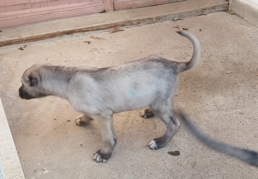 Vând doi căței de Kangal,femela si mascul