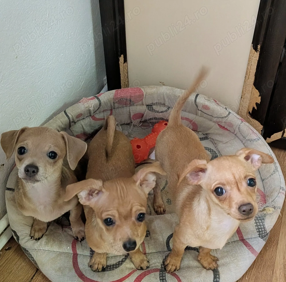 Pui Chihuahua Mini - Vaccinați și deparasitați