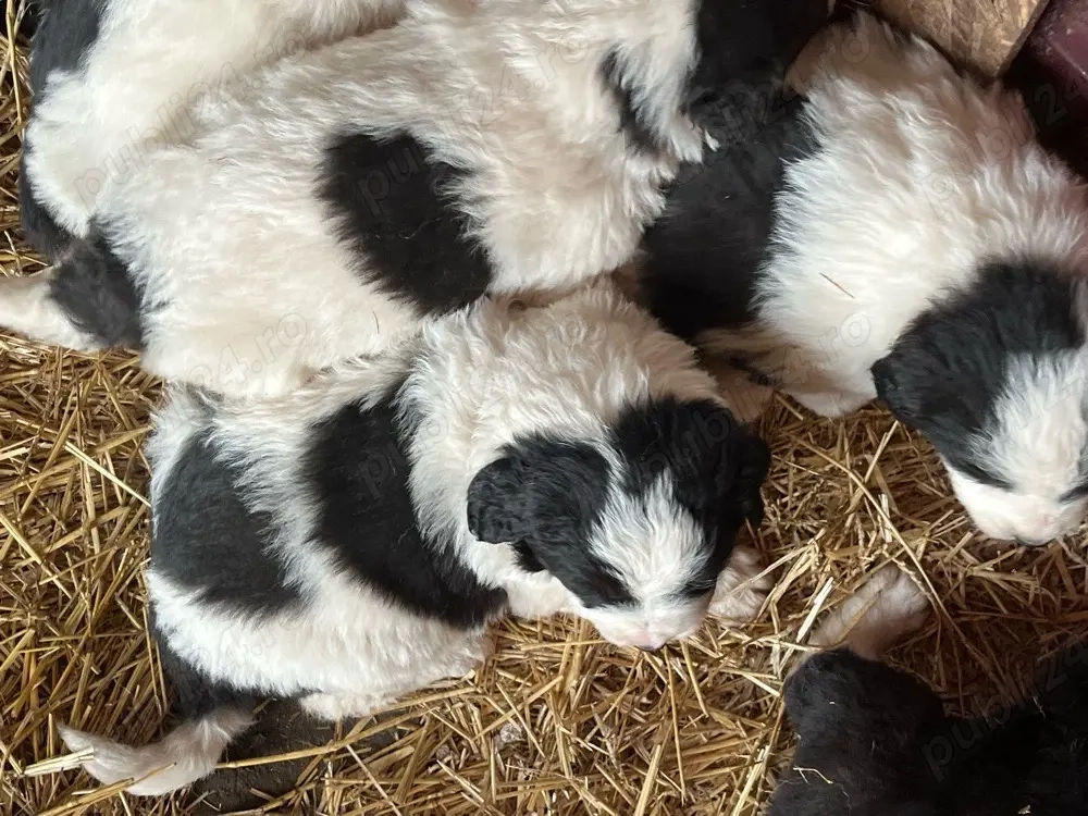 Căței Ciobănesc de Bucovina