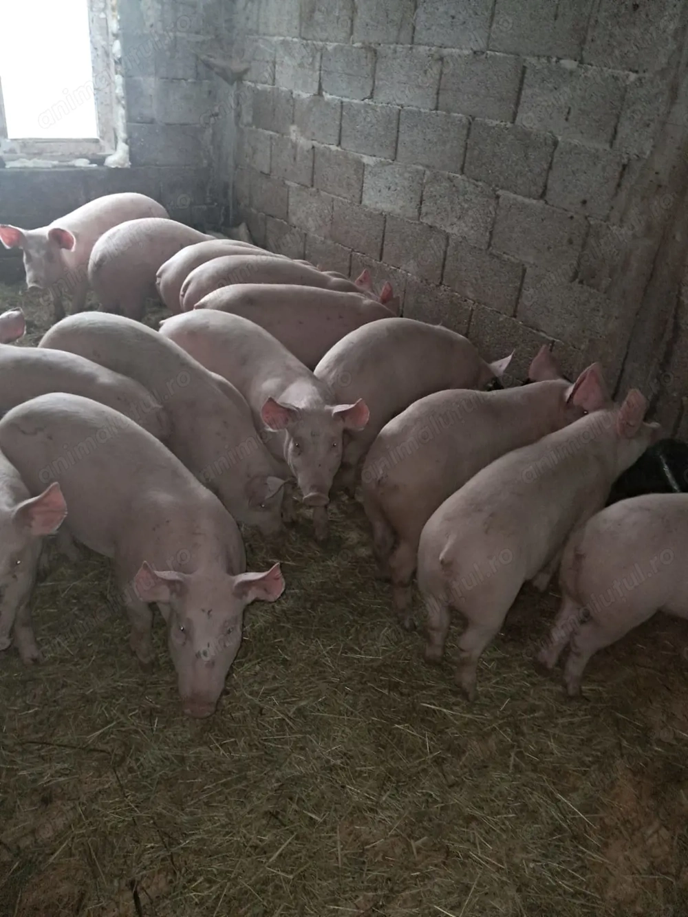 Vând Porci de rasa     m