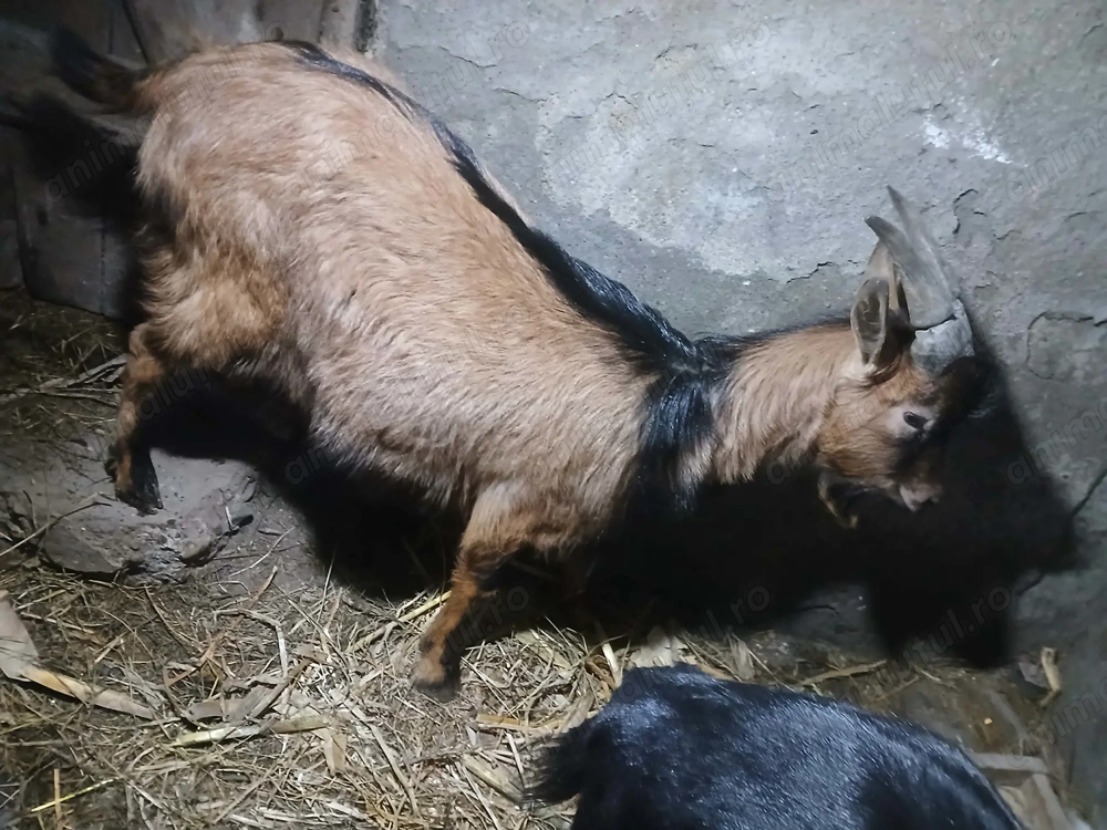 Vând țap alpin francez