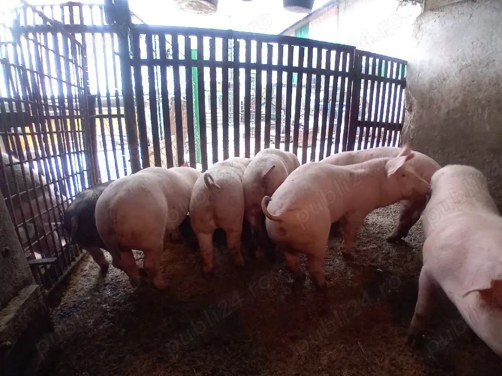 vând 7 purcei landras 