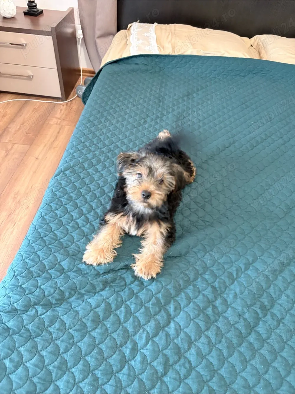 Pui de Yorkshire Terrier 