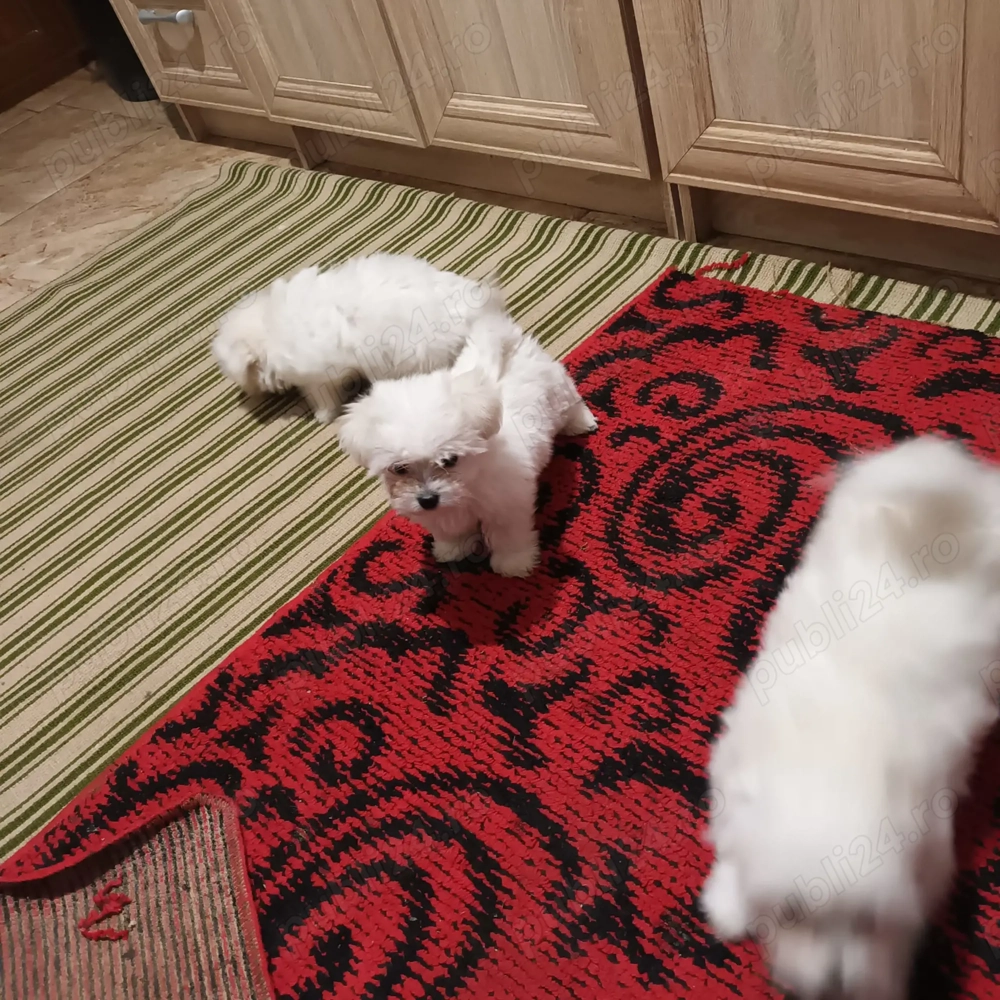 Bichon Miny Toy