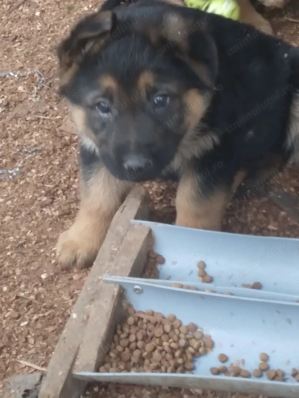 Pui ciobanesc german