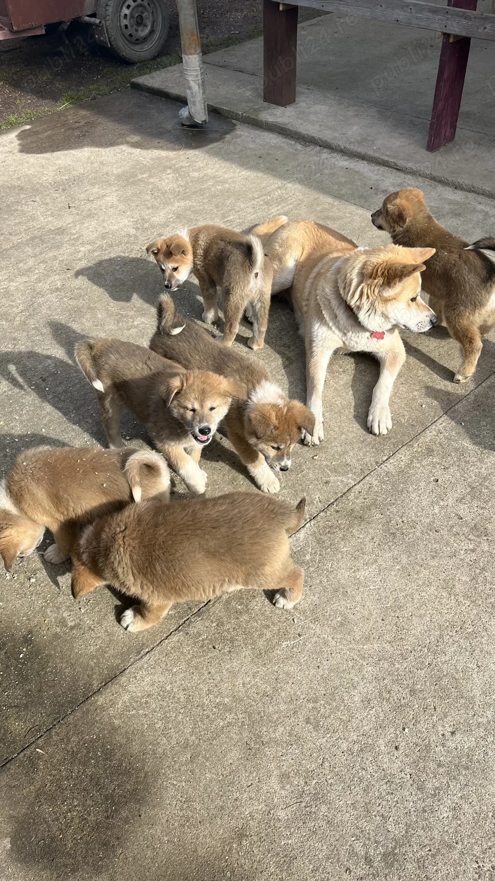 Akita inu japonez pui 