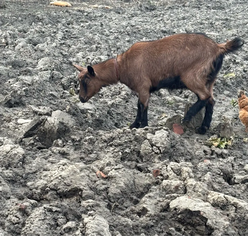 iada alpina franceza