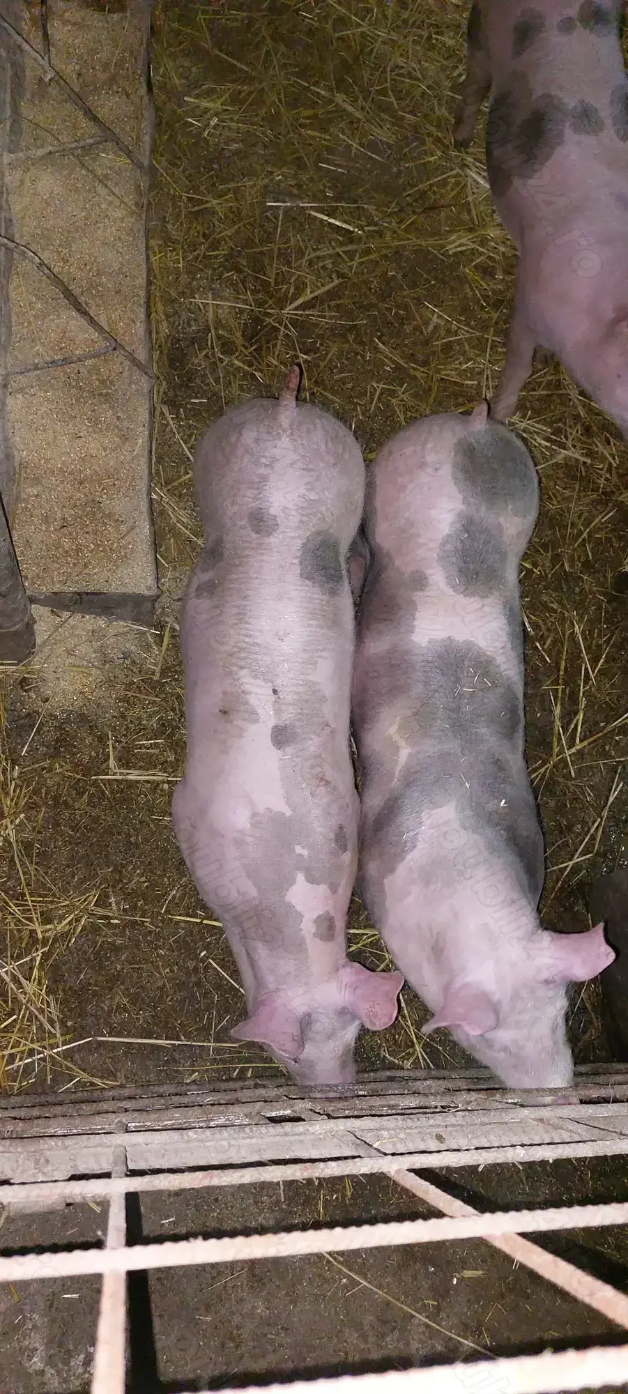 Disponibili 2 vierut 