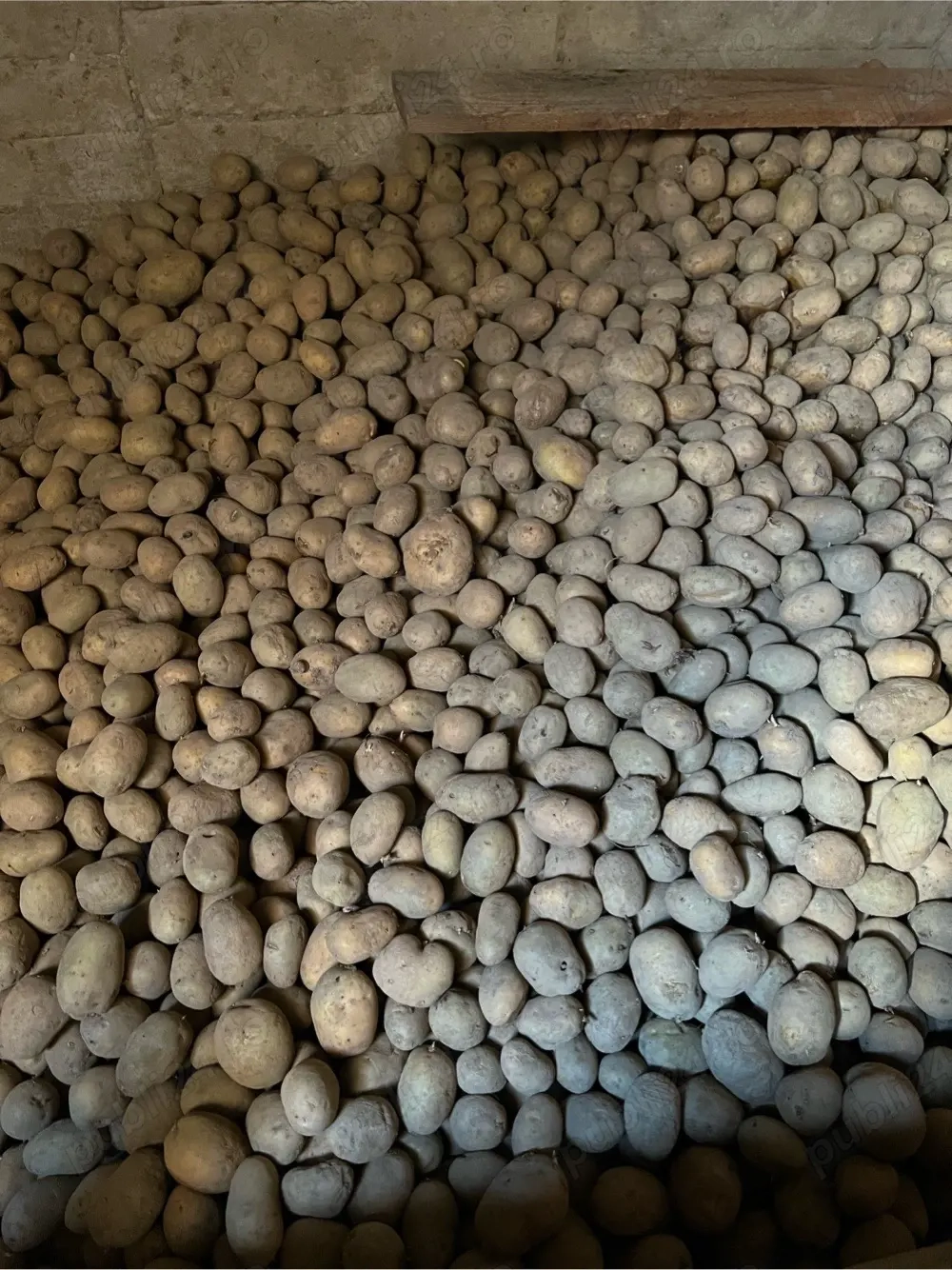 Cartofi samanta, consum Marabel