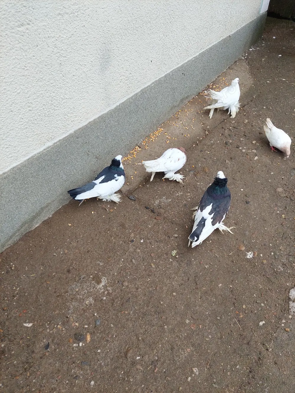 Vând porumbei uriaș german 