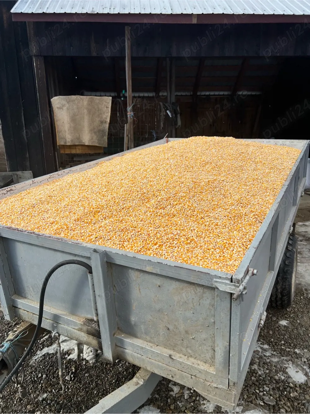 Porumb sticlos Severo