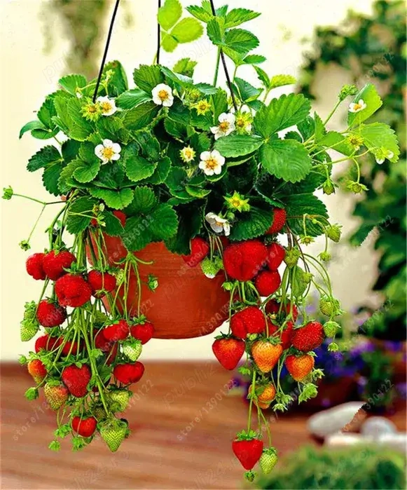 Stoloni capsuni Albion fragi mur zmeur smochin agris tayberry albizia