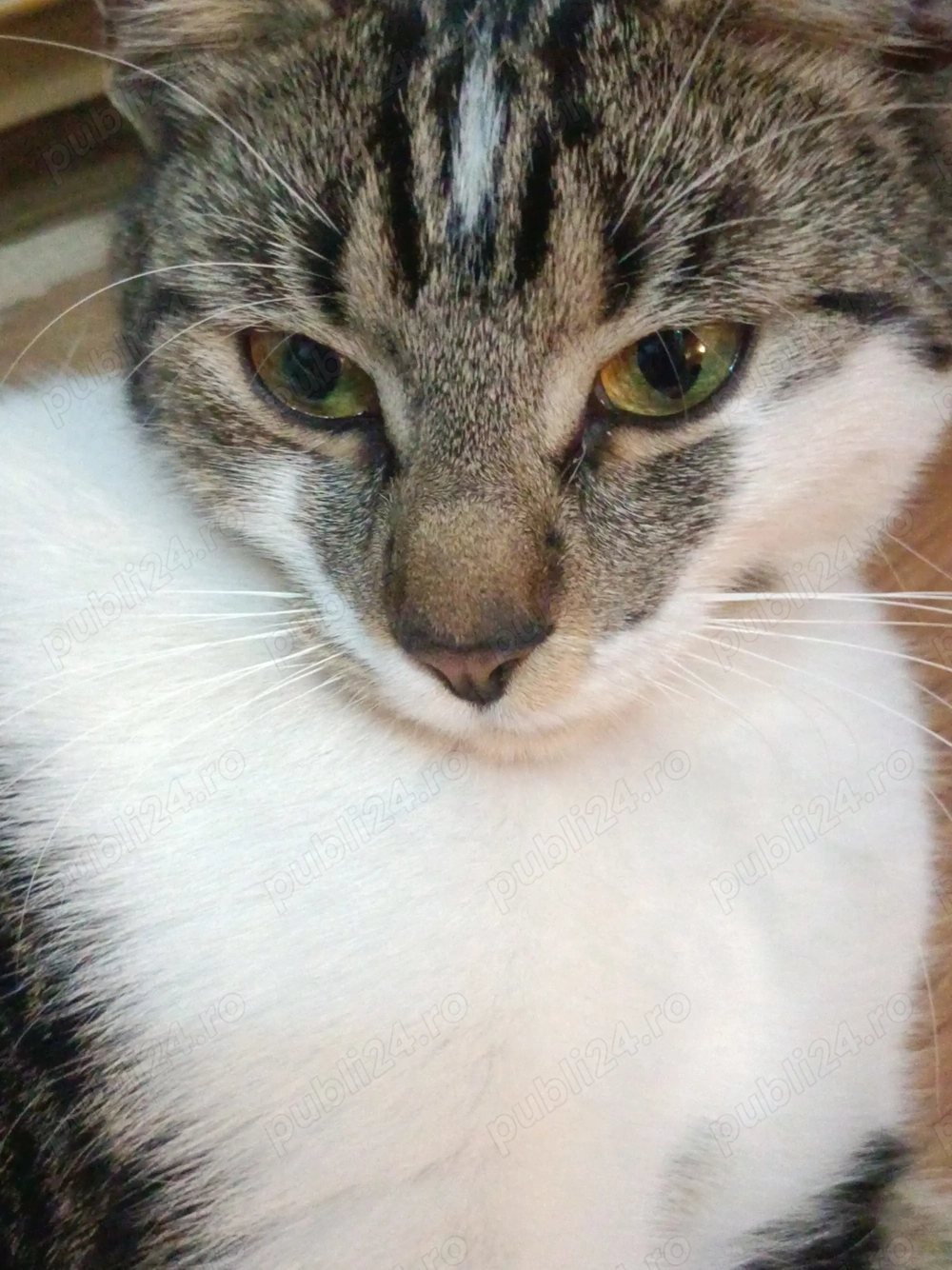 Pisicuță frumoasă, sterilizata pentru adopție responsabilă.