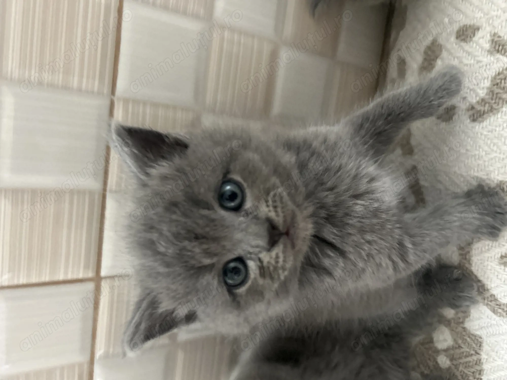British shorthair longhair