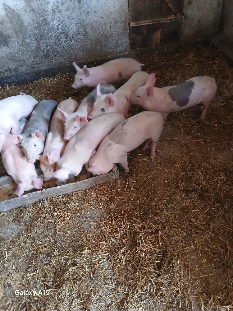  vand 6 purcei rasa de carne sunt castrați  mananca bine detali la  telefon