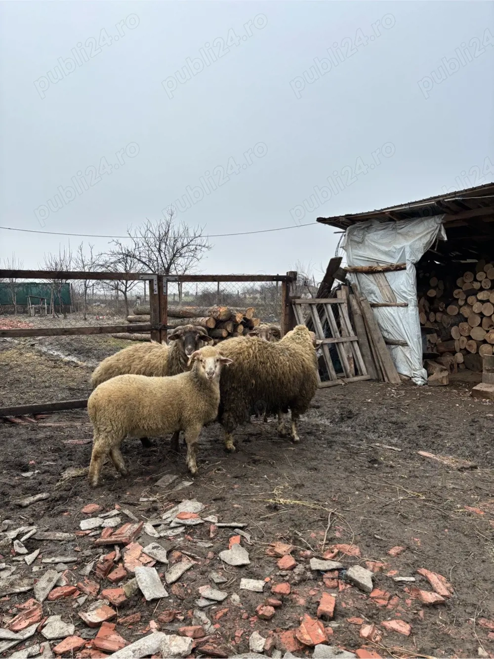 Vand Oaie si Carlani