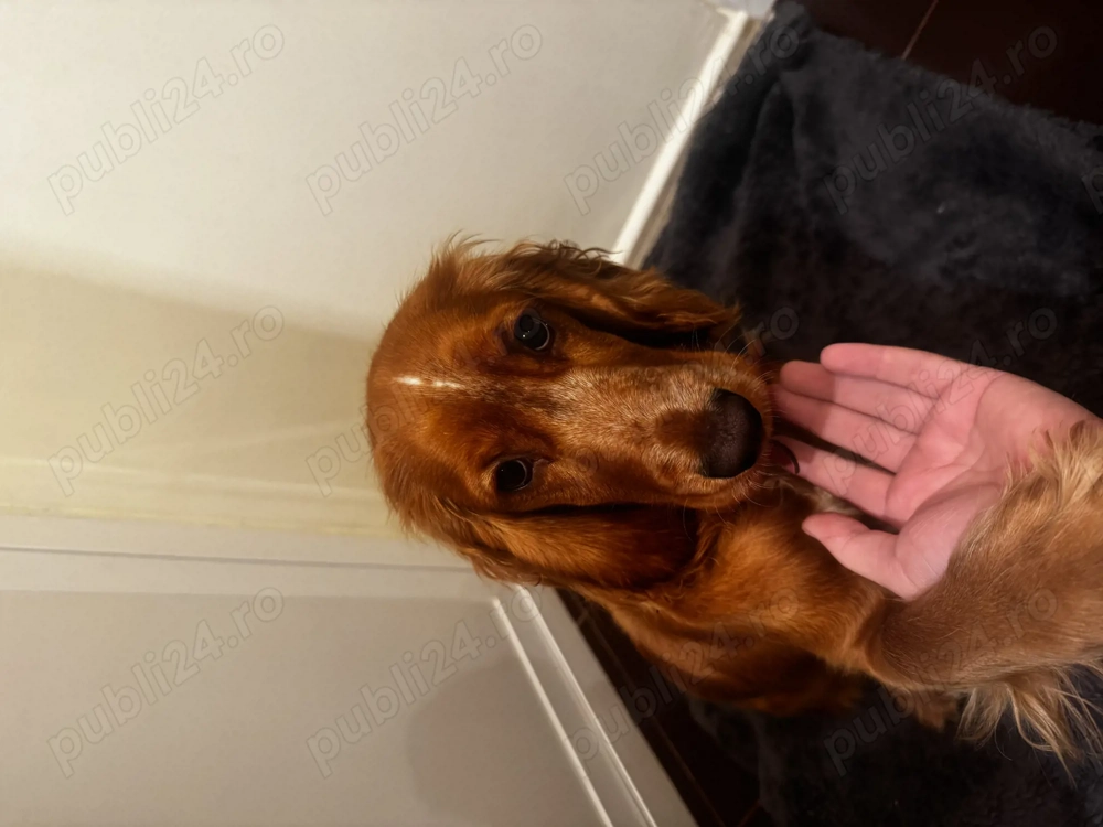 Cocker Spaniel 6 luni fetita