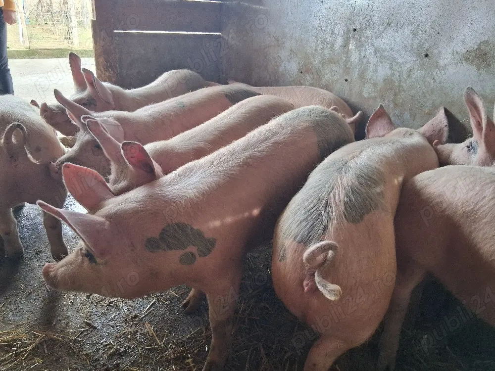 vând 9 soldani 60-65 kg Rasa de calitate Marele Alb (masculi castraţi)