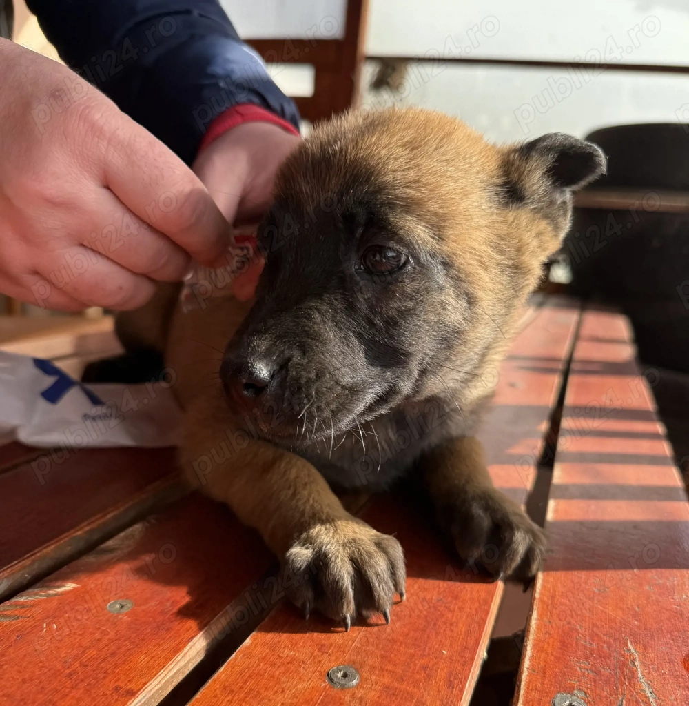 Pui femela ciobanesc belgian Malinois