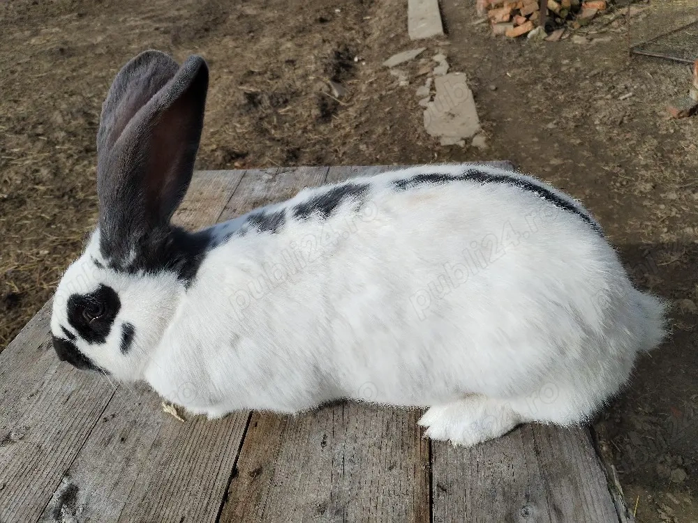 Iepurite de vânzare 