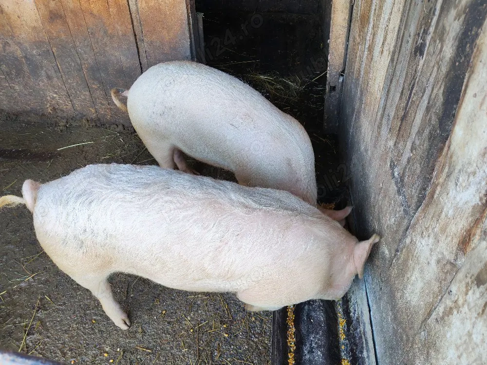 Vând porci vii 50-60 kg. bucata