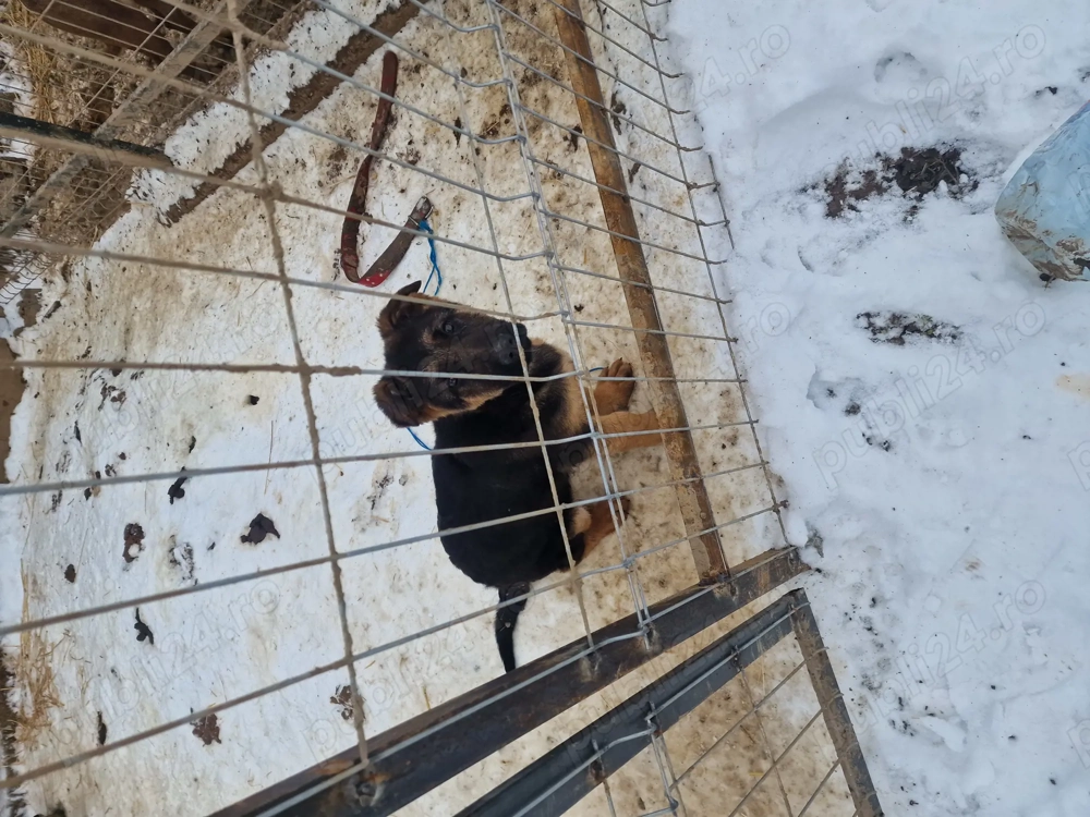 Mascul ciobanesc german 3 luni 