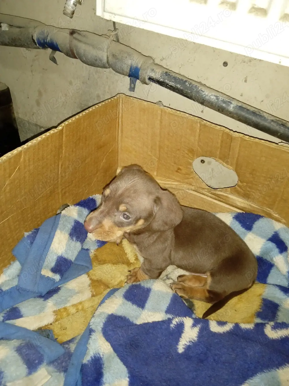  Cățel Teckel ciocolatiu