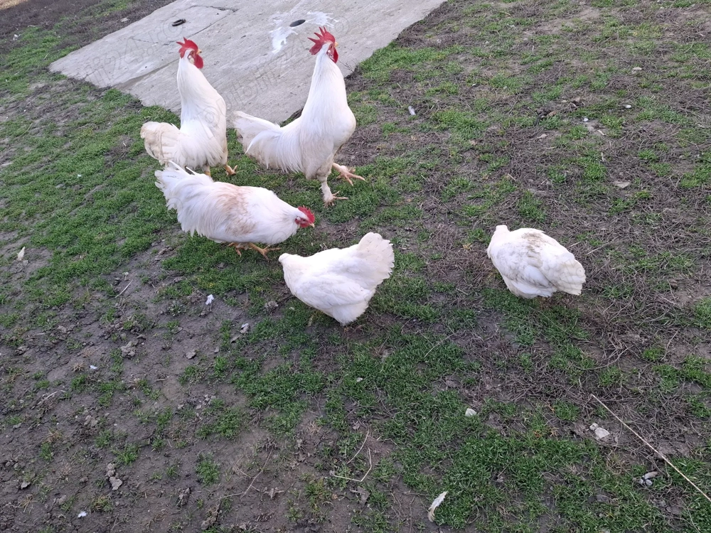 Vand perechi sau cocoși pitici 