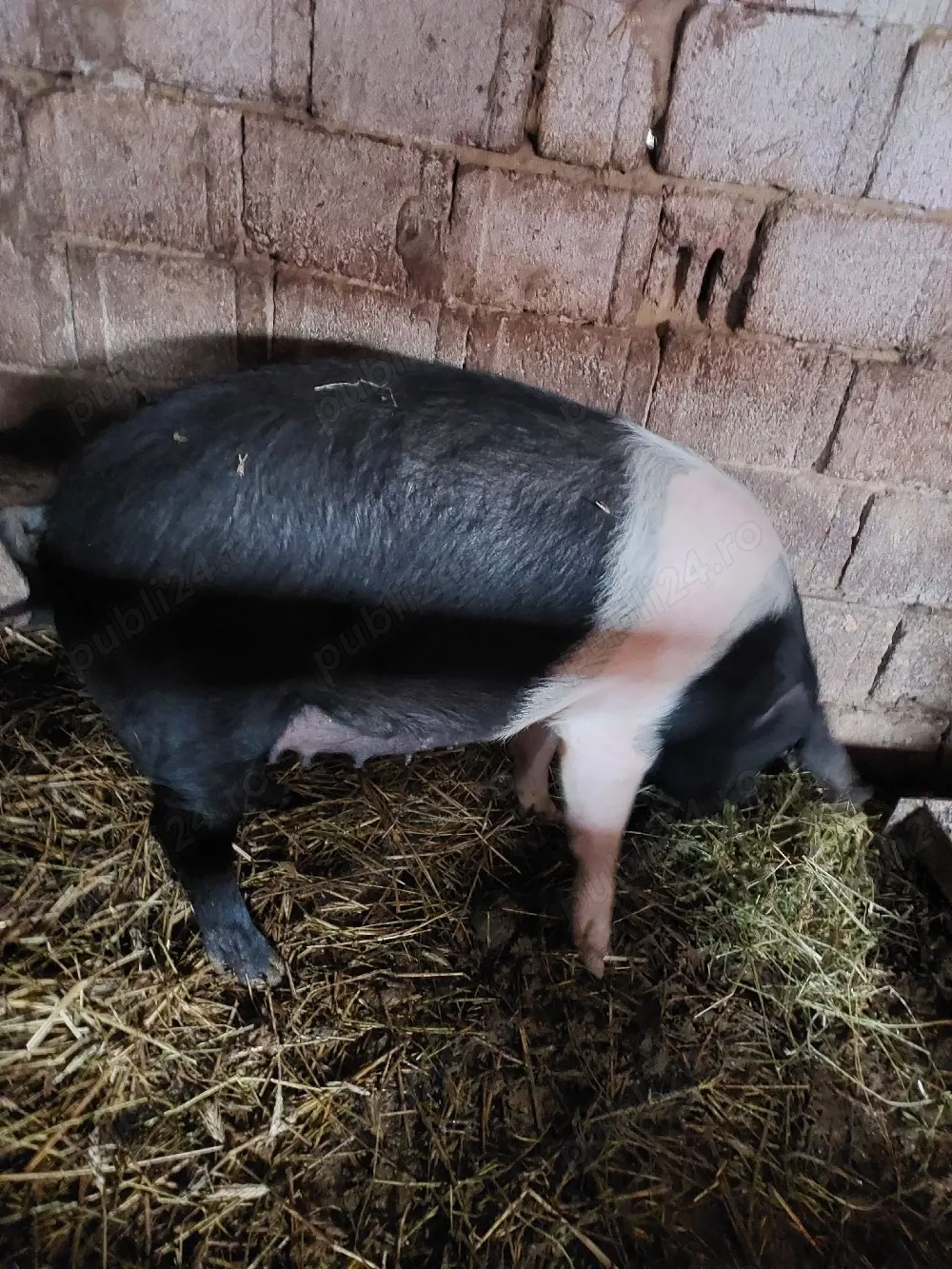 Vând două scrofite bazna gestante