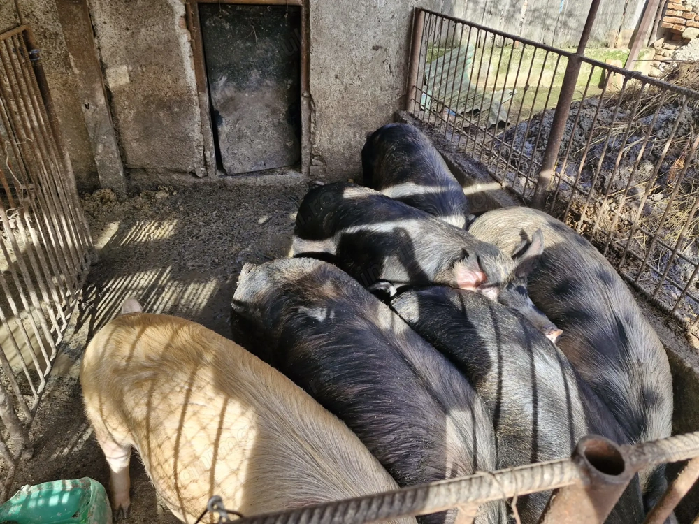Porci de vanzare  Pret Negociabil ,    16 Lei KG