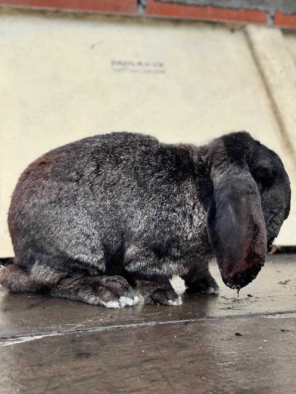 Mascul Berbec German 