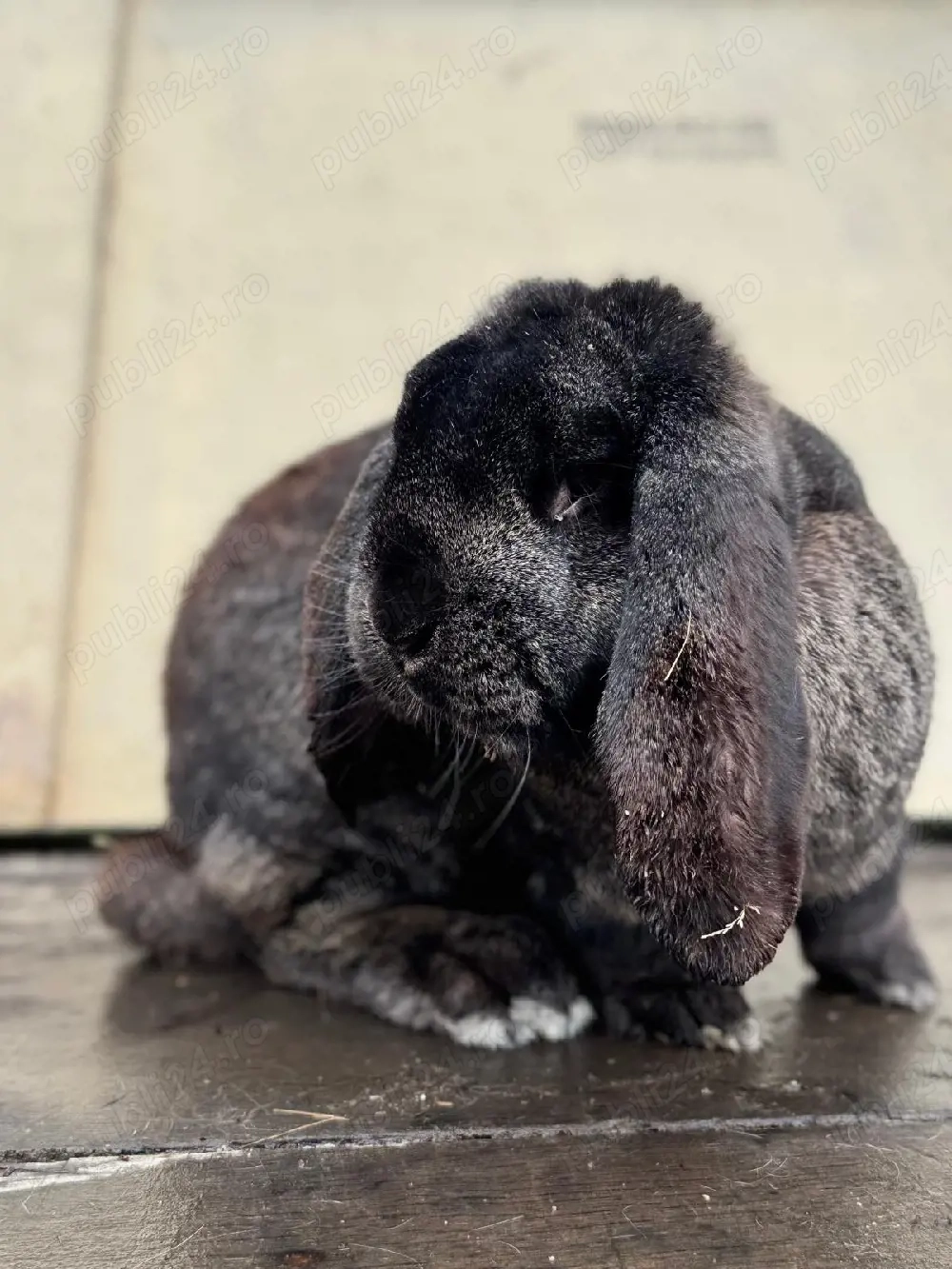 Mascul Berbec German 