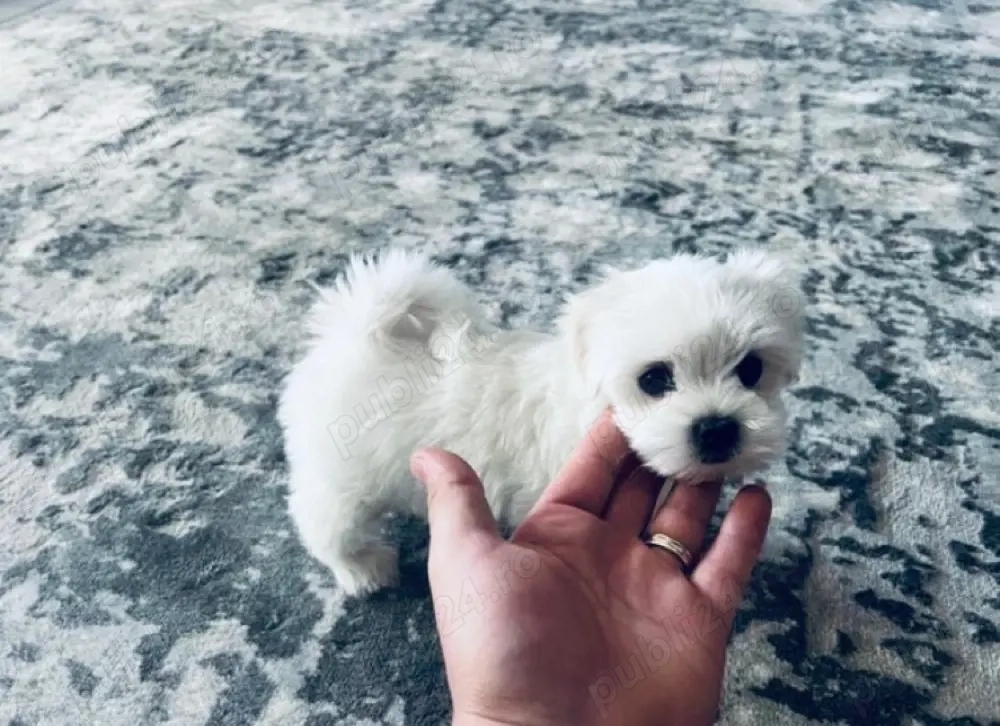 Vand bichon miny toy 6 saptamani . Fetita
