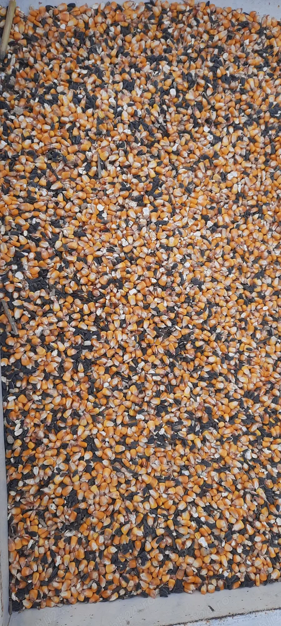 Vand porumb si floarea soarelui