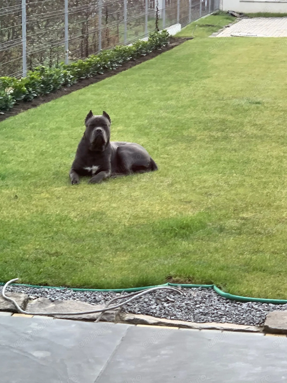 Disponibili spre rezervare pui Cane Corso