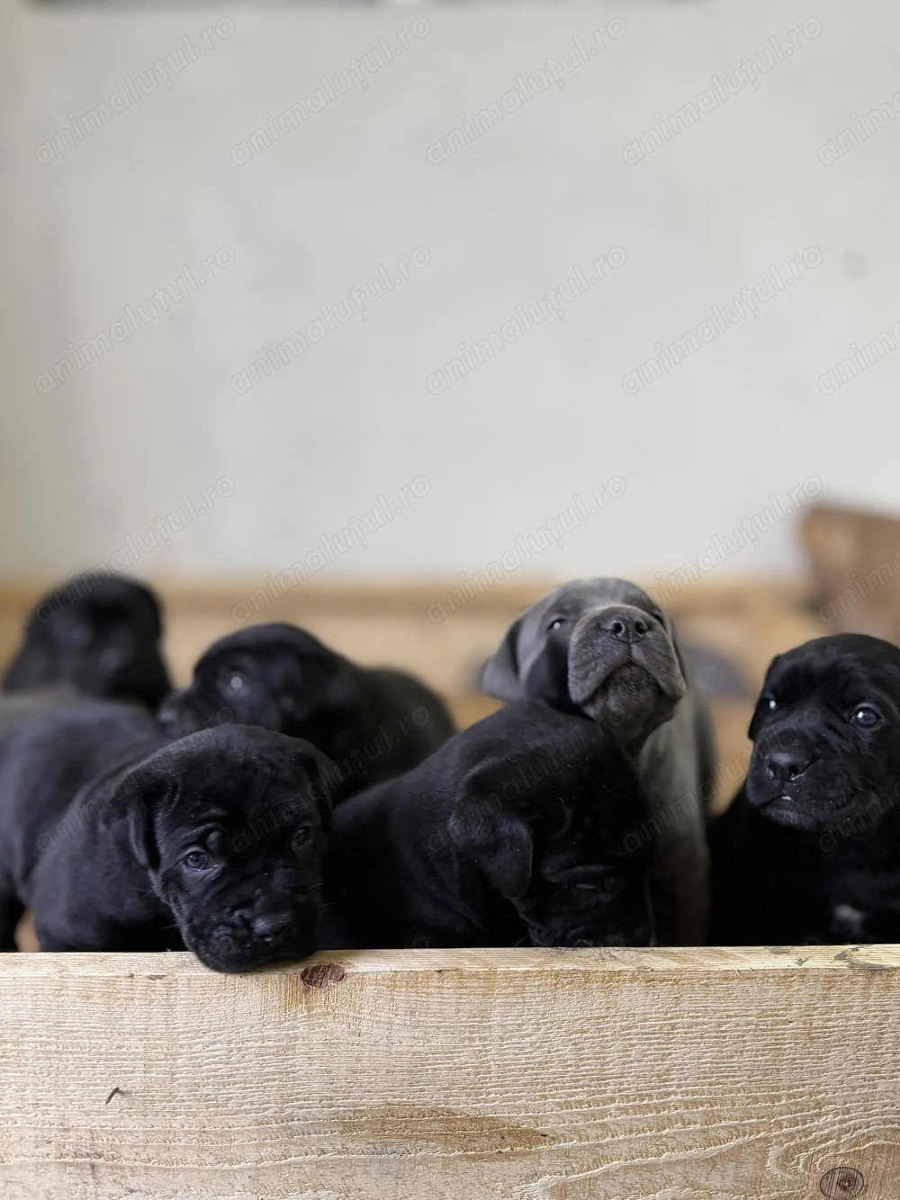 Disponibili spre rezervare pui Cane Corso