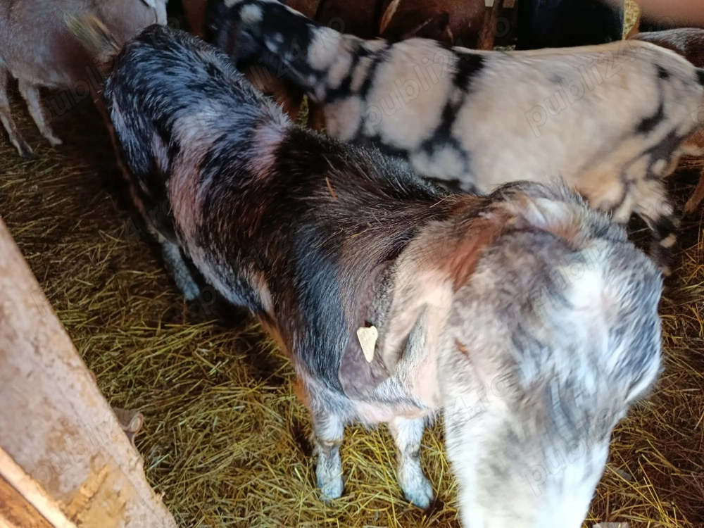 Țap Rasa Anglo-Nubian